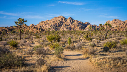 hiking in joshua tree national park in california, usa