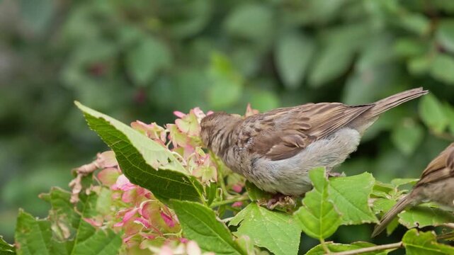 Small birds gather by pink flowers, enjoying nectar while exploring the lush garden.
