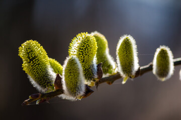 Naklejka premium Soft, fuzzy pussy willow catkins on a branch herald spring's arrival. Their vibrant greenish-yellow glow in warm sunlight against a bokeh background
