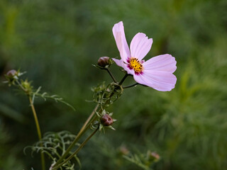 Autumn pink flower