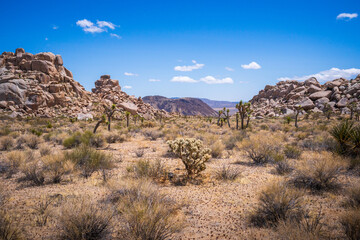 hiking in joshua tree national park in california, usa