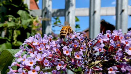 Fototapete bei efototapeten.de bestellen   
