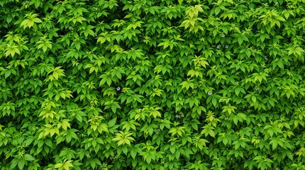 Dense wall of green leaves forming natural pattern. Perfect for backgrounds, eco design, and botanical projects