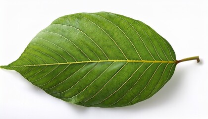 Obraz premium Nut Leaf Isolated On White Background