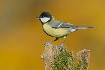 Great Tit (Parus major) — adult male perched on a mossy stump in autumn light, common bird species in the Czech Republic