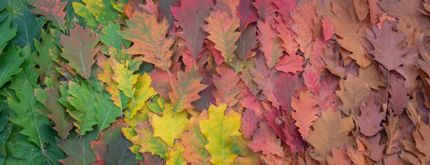 artistic fall oak autumn leaves seamless background gradient; changing from green to yellow, red, orange, and brown