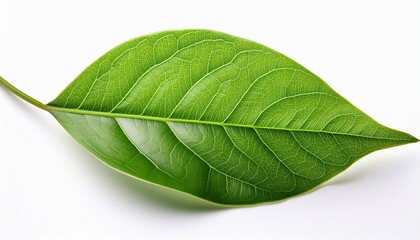 Obraz premium Fresh Green Leaf With Detailed Veins Isolated On White Background