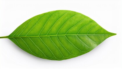 Fototapeta premium Close Up On Green Leaf Texture Isolated On White Background