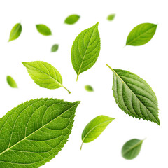 Obraz premium Scattered green leaves on a transparent background isolated on transparent background