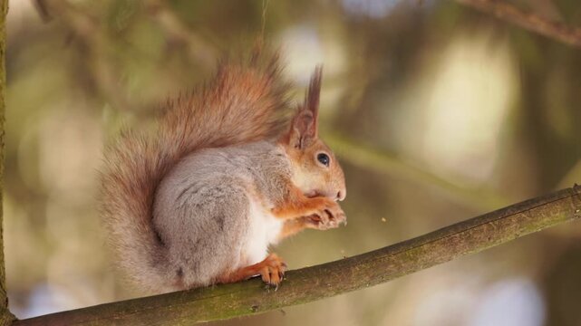 Watch a lively squirrel nibble on its nut, showcasing its charm amidst the green leaves of a sunny afternoon.