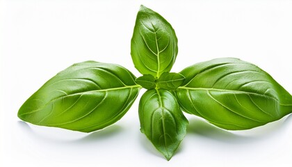 Fototapeta premium Fresh Green Basil Leaves Isolated On White Background For Culinary And Aromatic Use