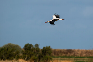 _DSC2733.NEF