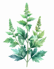 Obraz premium Watercolor Illustration of Artemisia annua Plant with Green Leaves and Flower Buds.