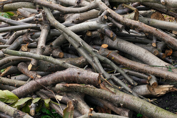 A messy pile of cut tree branches and twigs. Close up.
