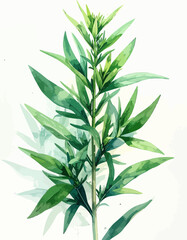 Obraz premium Watercolor botanical illustration of a fresh green tarragon plant.