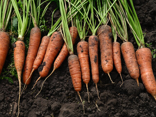 A pile of freshly harvested organic carrots. Close up.