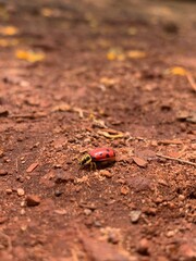 Close-up of a ladybug with red and black spots crawling on reddish soil, highlighting its vibrant colors and delicate details in a natural outdoor environment