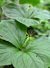 In spring, paris quadrifolia blooms in the forest