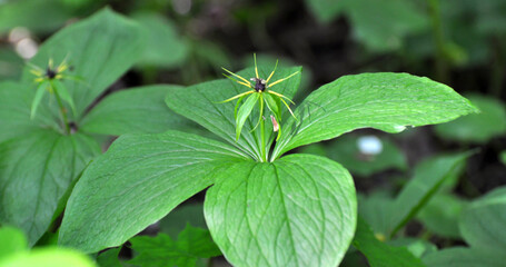 In spring, paris quadrifolia blooms in the forest
