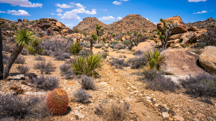 hiking in joshua tree national park in california, usa