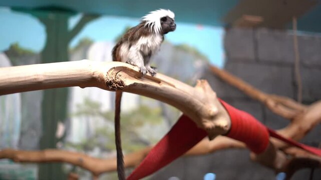 Oedipus tamarin in a zoo behind glass. A small monkey. Horizontal video without processing or filters