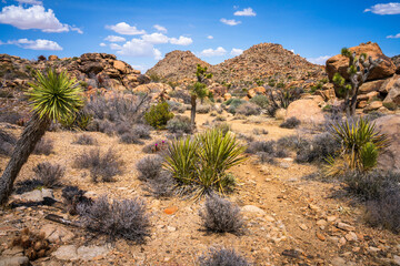 hiking in joshua tree national park in california, usa