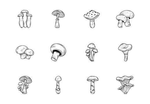 Black Mushrooms Forest Nature Icons Set