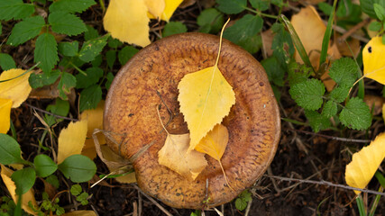 A large brown mushroom sits on the ground, partially covered with yellow leaves. Surrounding greenery includes small plants and grass.