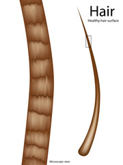 Detailed scientific illustration showing a healthy human hair structure under the microscope. Close-Up Illustration of Smooth Hair Shaft under Microscope