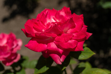Vivid red rose flower with layered petals and lush green foliage thriving in sunlight, representing romance, admiration, and ornamental value in garden landscapes and floral arrangements