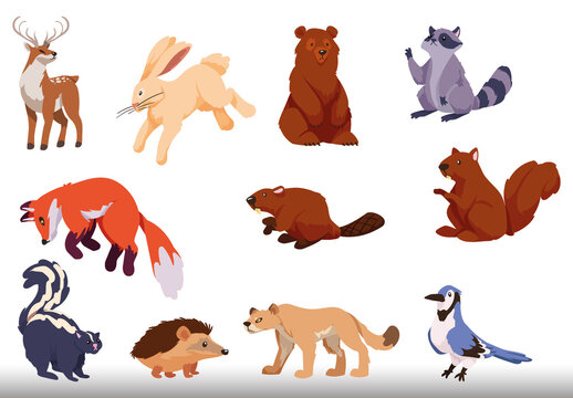 Woodland Animals Illustration Set