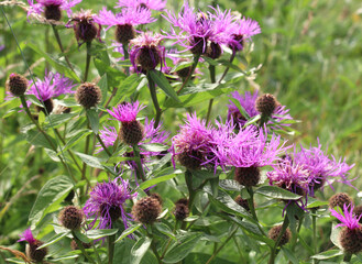 Phrygian cornflower (Centaurea phrygia) grows in nature