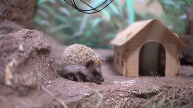 Cute little hedgehog behind the glass in the zoo. Horizontal video without filters or processing
