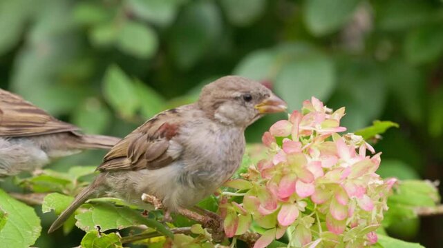 Sparrows can be seen enjoying the delicate pink flowers in a lush garden on a clear afternoon.