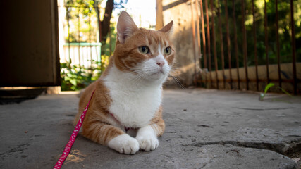 An orange and white domestic cat sits on a concrete surface. The cat is leashed and appears curious, with a calm expression and bright eyes.