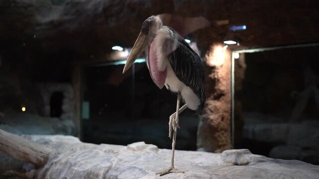 A rare large bird, an African marabou behind glass in a zoo. It stands still