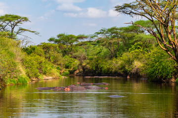 Hippos (hippopotamus amphibius) in pond at the Serengeti national park, Tanzania. Wildlife photo