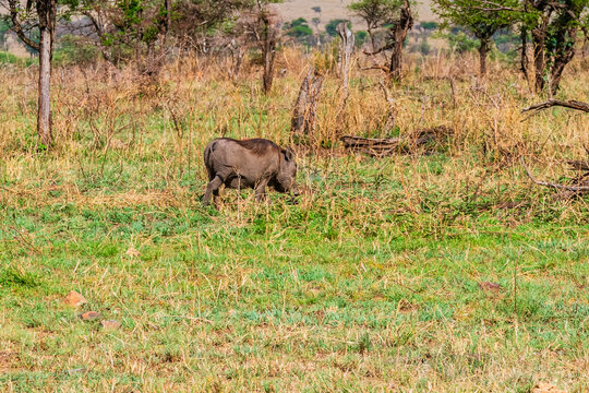 Common warthog (Phacochoerus africanus) at the Serengeti national park, Tanzania. Wildlife photo