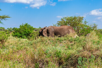 Obraz premium African elephant (Loxodonta) at the Serengeti national park, Tanzania. Wildlife photo