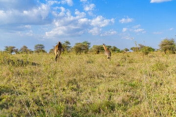 Naklejka premium Giraffe (camelopardalis) at the Serengeti national park, Tanzania. Wildlife photo