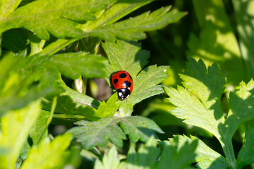 ナナホシテントウムシ