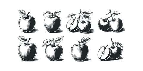 Collection of Engraved Apples and Halves with Leaves