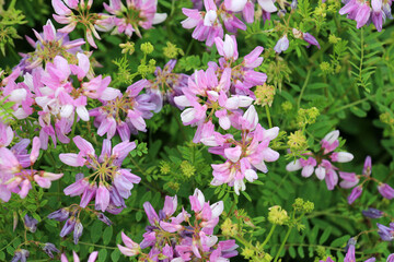 In nature, Securigera varia grows in herbs