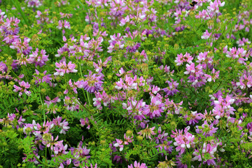 In nature, Securigera varia grows in herbs