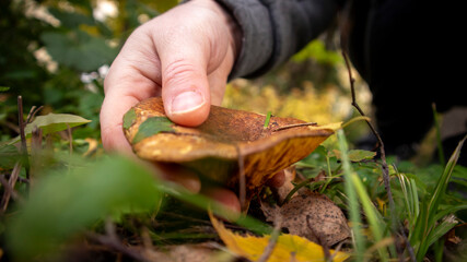 Close-up of a hand picking a mushroom on the ground among green grass and autumn leaves.