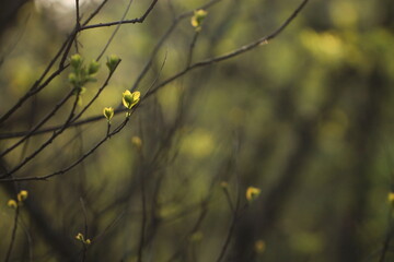 foglie nel bosco in primavera