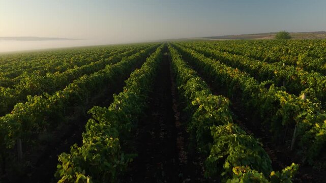 Cinematic drone rise from ground through vineyard rows into aerial flight above vines in morning light