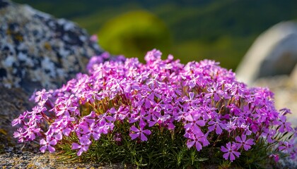 Obraz premium Perennial Ground Cover Blooming Plant Creeping Phlox Phlox Subulata Or Moss Phlox On The Alpine Flowerbed Selective Focus