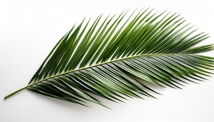 Obraz premium Palm Tree Leaf Isolated