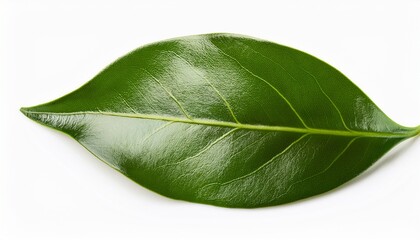 Fototapeta premium Ruscus Green Leaves Isolated On White